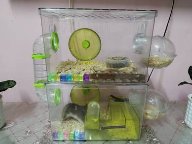 Hamster Syrian beserta sangkar dan aksesori
