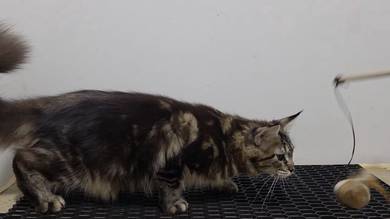 Mainecoon available for rehome 🏡