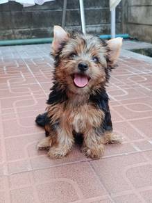 Yorkshire Puppy - YP01