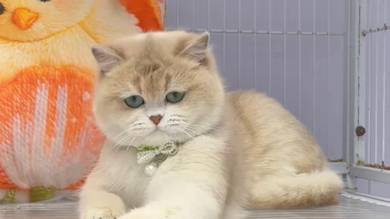 British Shorthair Blue Golden Shaded