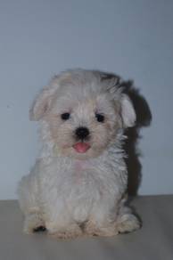 B46 Tiny Maltipoo Puppy