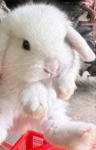 Holland lop