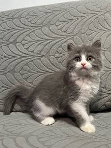 Unique Curly Fur Gray&White Girl Cat