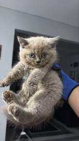 Anak kucing kacukan persian + British short hair