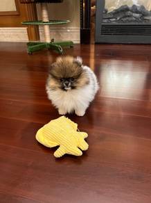 Pomeranian