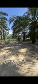 Agricultural Land in Pontian, JHR