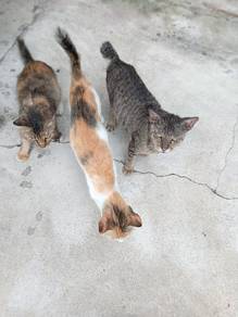 kucing