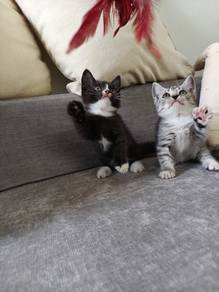 munchkin minuet super short legs kitten