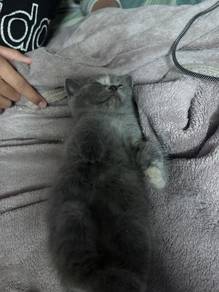 bsh