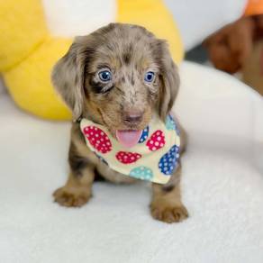 Dachshund