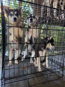Siberian Husky puppies