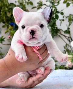 FRENCH BULLDOG PUPPIES🌻A178 Female  Cute