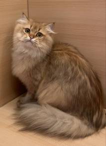 British Long Hair