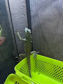 Sailfin dragon 