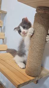 Scottish fold mix domestic long hair