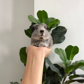Crested guinea pig tikus belanda  arbok