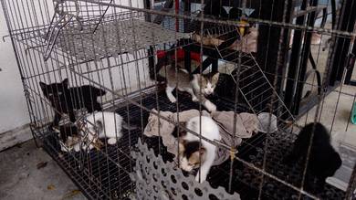 anak kucing
