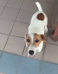 Jack Russell male pup
