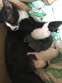 Siamese and Tuxido
