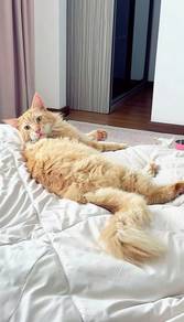 Maincoone tabby