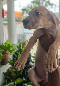 great Dane puppy 