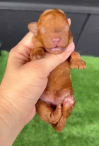Toy Poodle