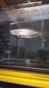 silver arowana