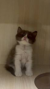 bsh cinnamon bicolour