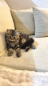 straight scottish fold