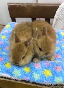Rabbit cute