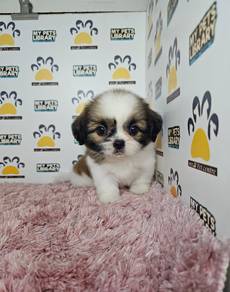 shih tzu puppy
