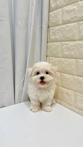 J0598 Maltese Cute Long Hair Baby Puppy