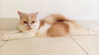 Kucing Female