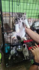 kucing parsi tuk di jual