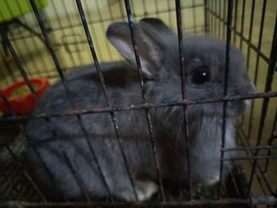 Adoption rabbit 