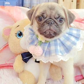 Pug