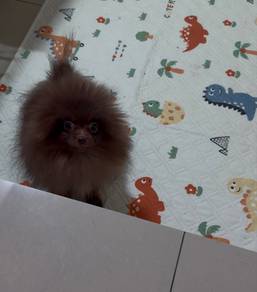 pomeranian puppy