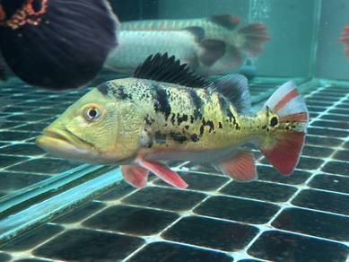ikan