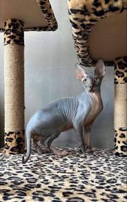 Sphynx male