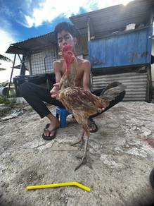 Ayam Pama