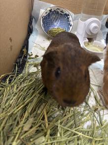 Guinea Pig