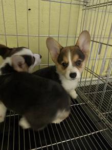 Corgi Pupp6