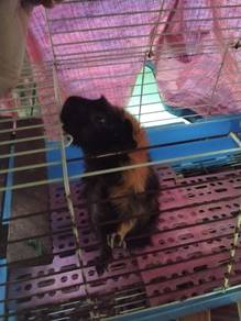 Male Guinea Pig for sale