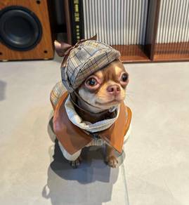 Chihuahua