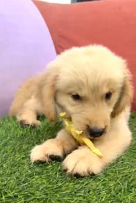 Golden retriever female mka