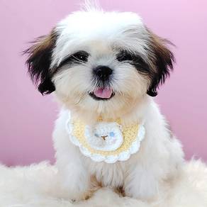 Shih Tzu