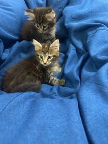 rehome mainecoon 