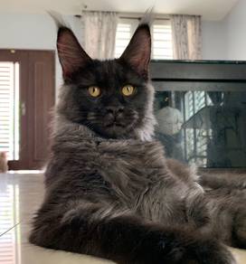 Smoke Black Maine Coon