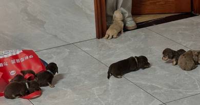 Dachshund