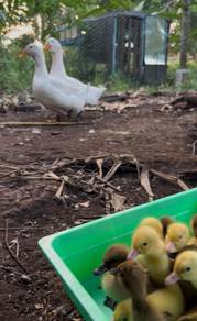 anak itik penelur , jambul , Pekin pedaging,  